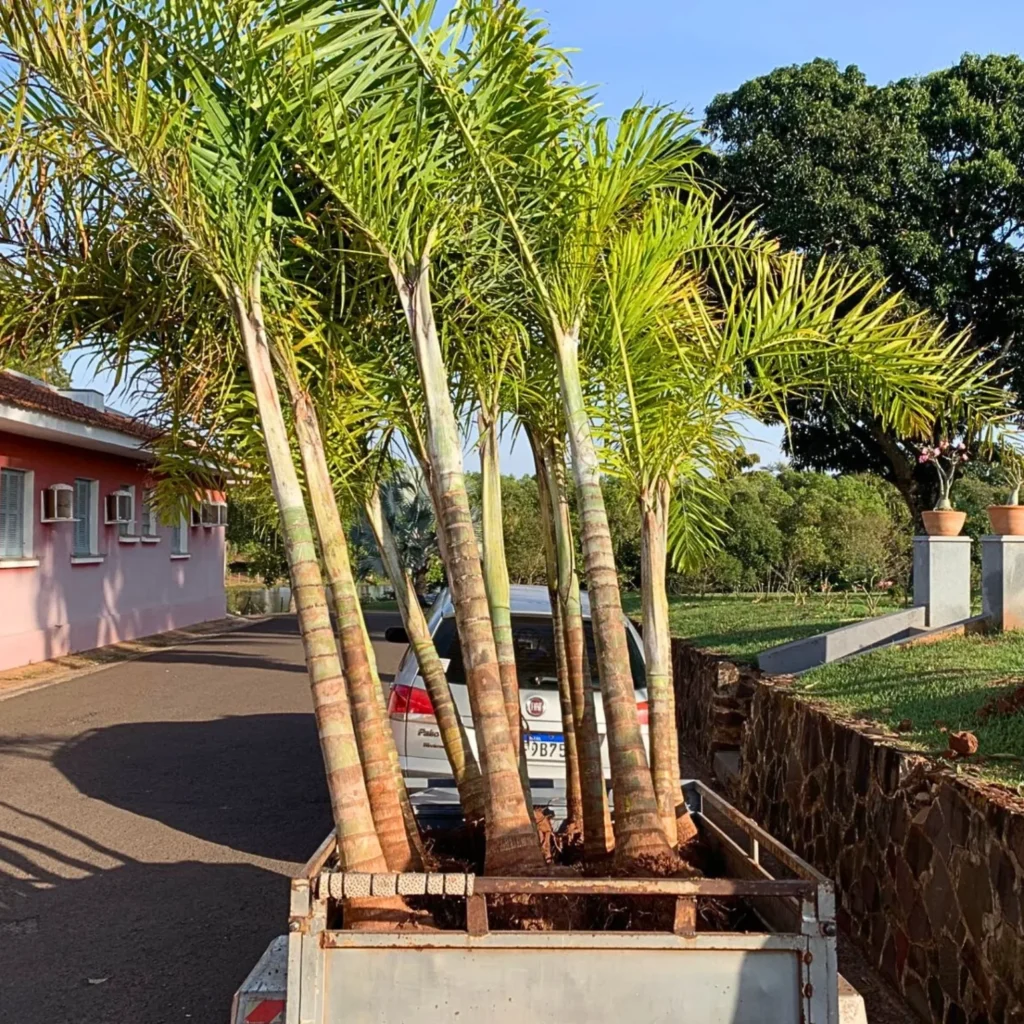 Projeto de reflorestamento em propriedade de Campo Grande MS com palmeiras nativas