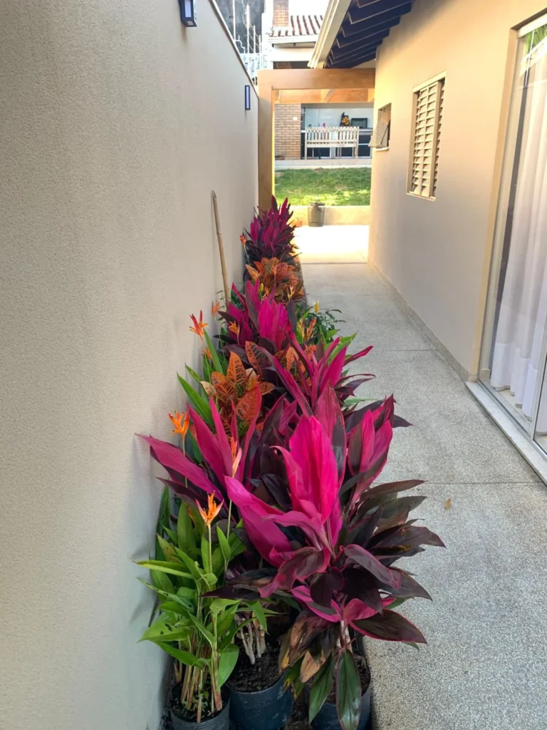 Projeto de paisagismo residencial em Campo Grande MS com plantas tropicais